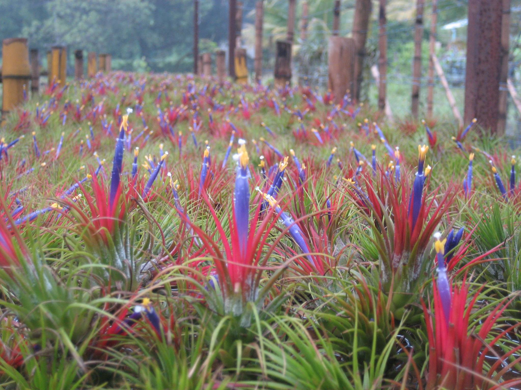 Shop Wholesale Air Plants