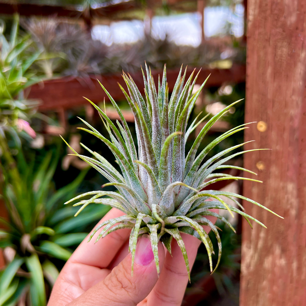 ionantha guatemala air plant Ionantha Zebrina Large (No Minimum) – Bulk Air Plants
