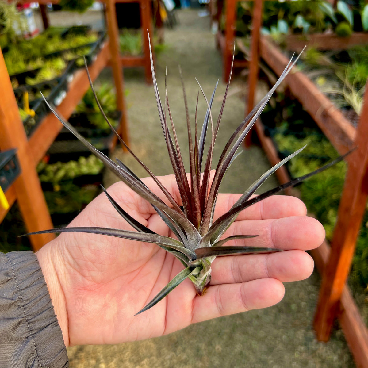 tenuifolia air plant Wholesale Tenuifolia Amethyst Air Plant Medium Bulk Resale Tillandsia – Bulk Air Plants