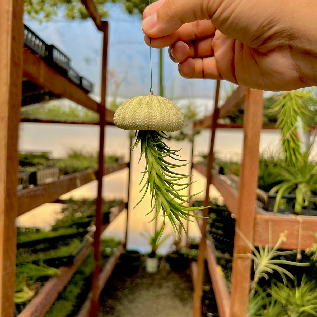 air plant in sea urchin Hanging Premium Urchin Air Plant Jellyfish (Minimum Order 5) – Bulk Air  Plants