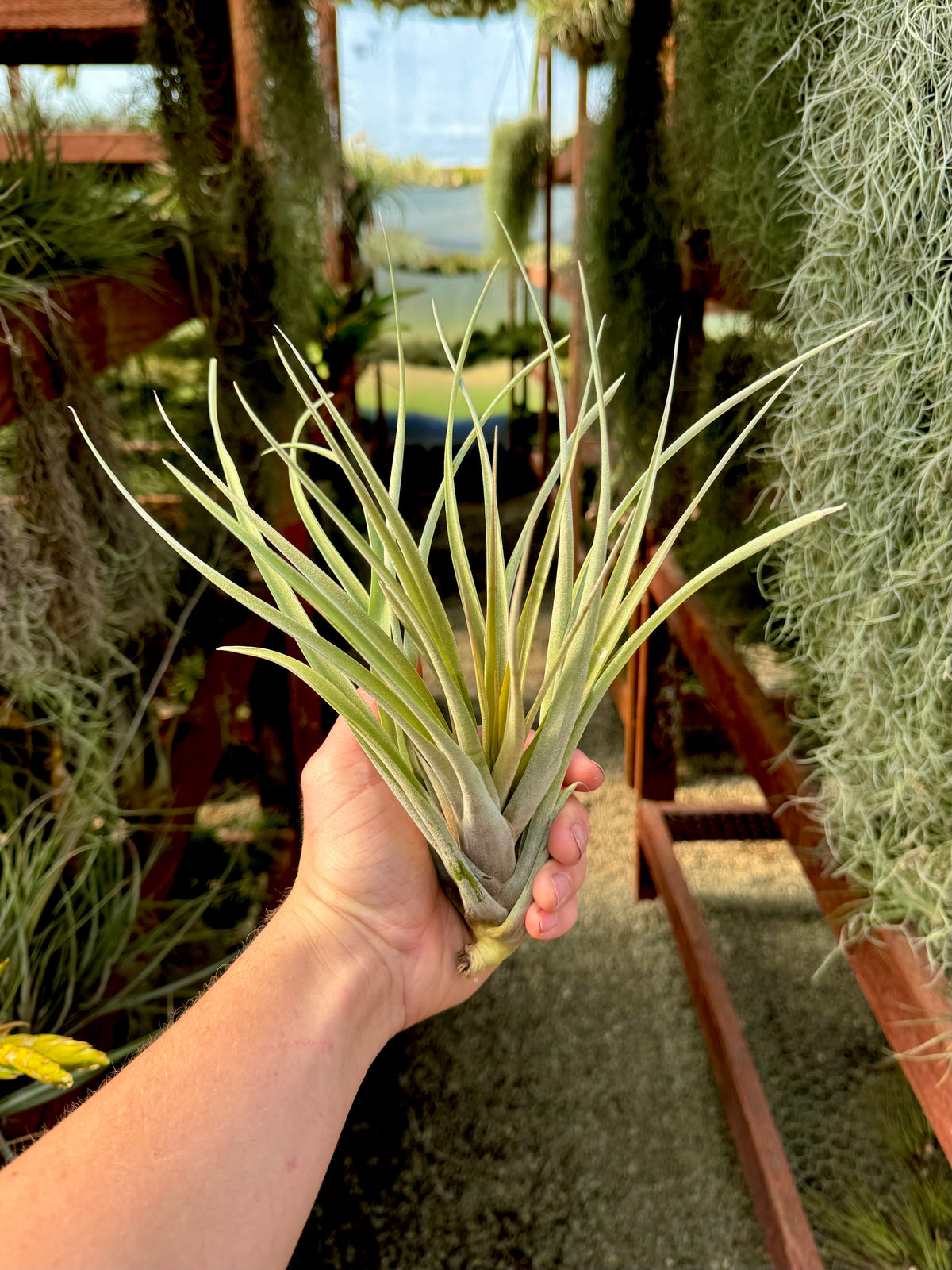 Air Plants Home Depotnull