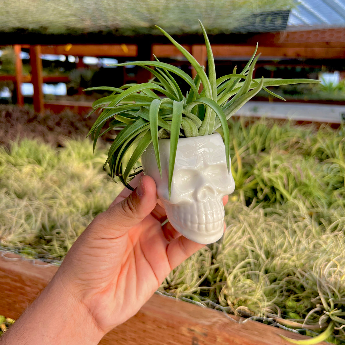 skull succulent pot Ceramic Skull Air Plant Holder With Air Plant (Minimum Order 5) – Bulk Air Plants