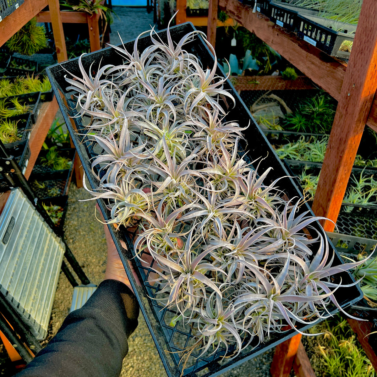 chiapensis air plant Chiapensis Medium Clump (Minimum Order 4) – Bulk Air Plants