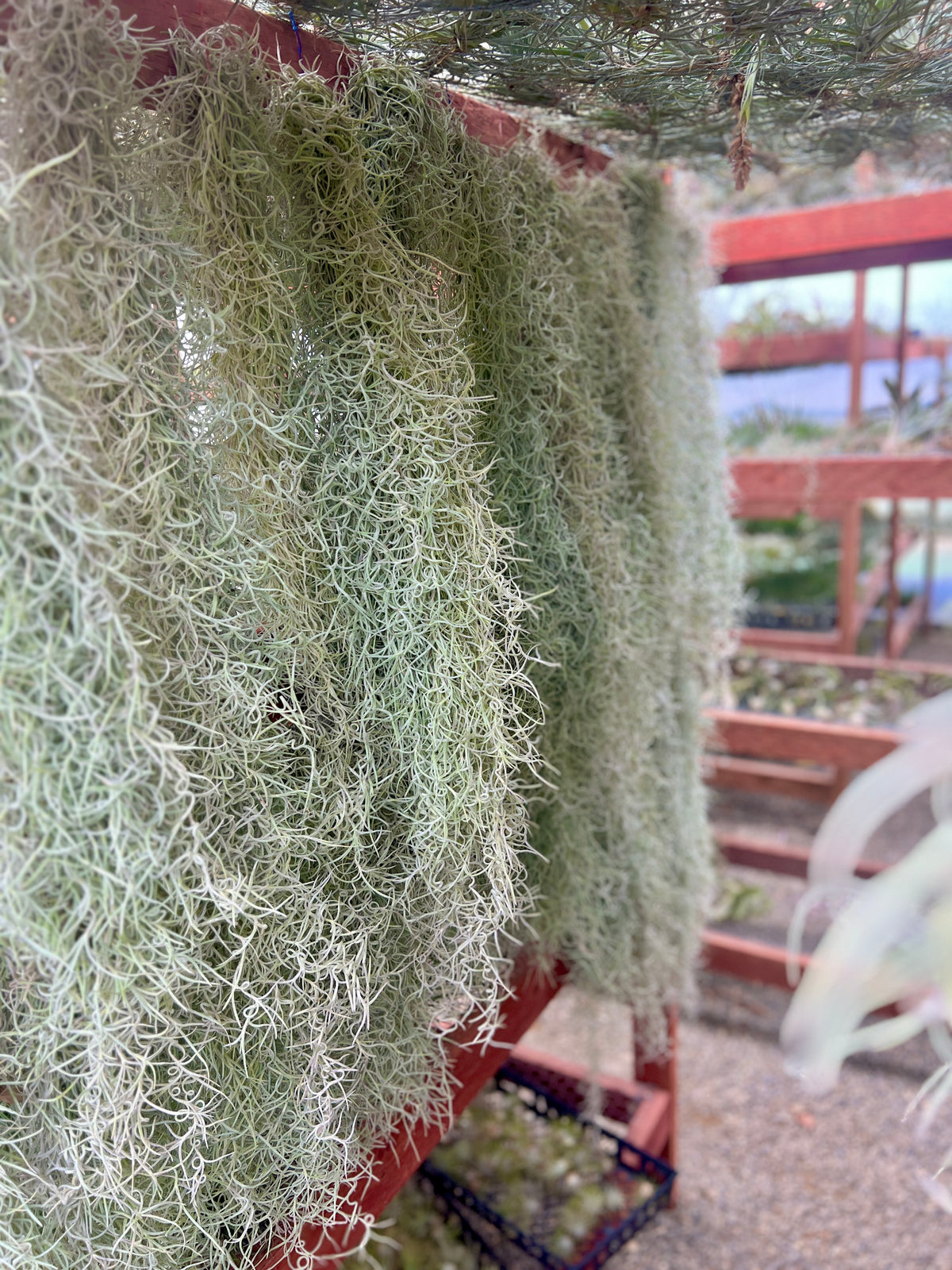 Usneoides (Spanish Moss) Thick White XL 2ft+ Clump , (No Minimum)