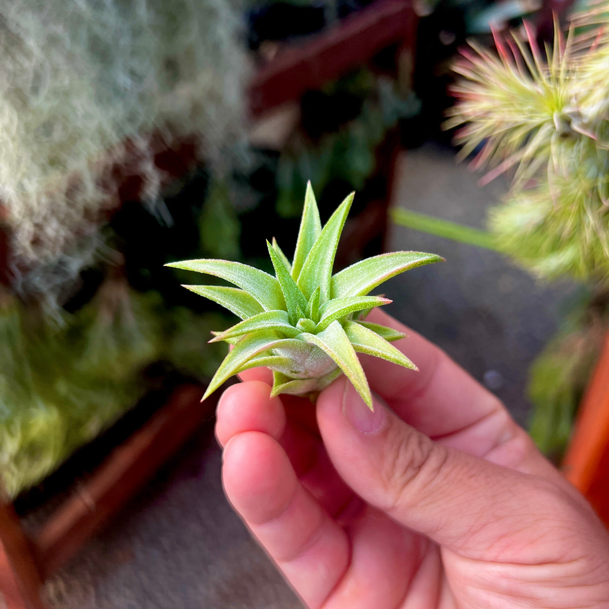 vanhyningii air plant Ionantha Vanhyningii Small (Minimum Order 4) – Bulk Air Plants