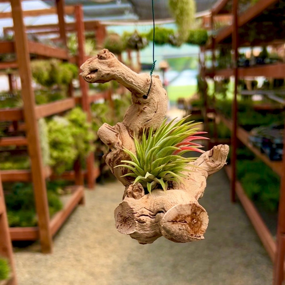 Hanging Grapewood Small Branch Display (Minimum Order 3) – Bulk Air Plants
