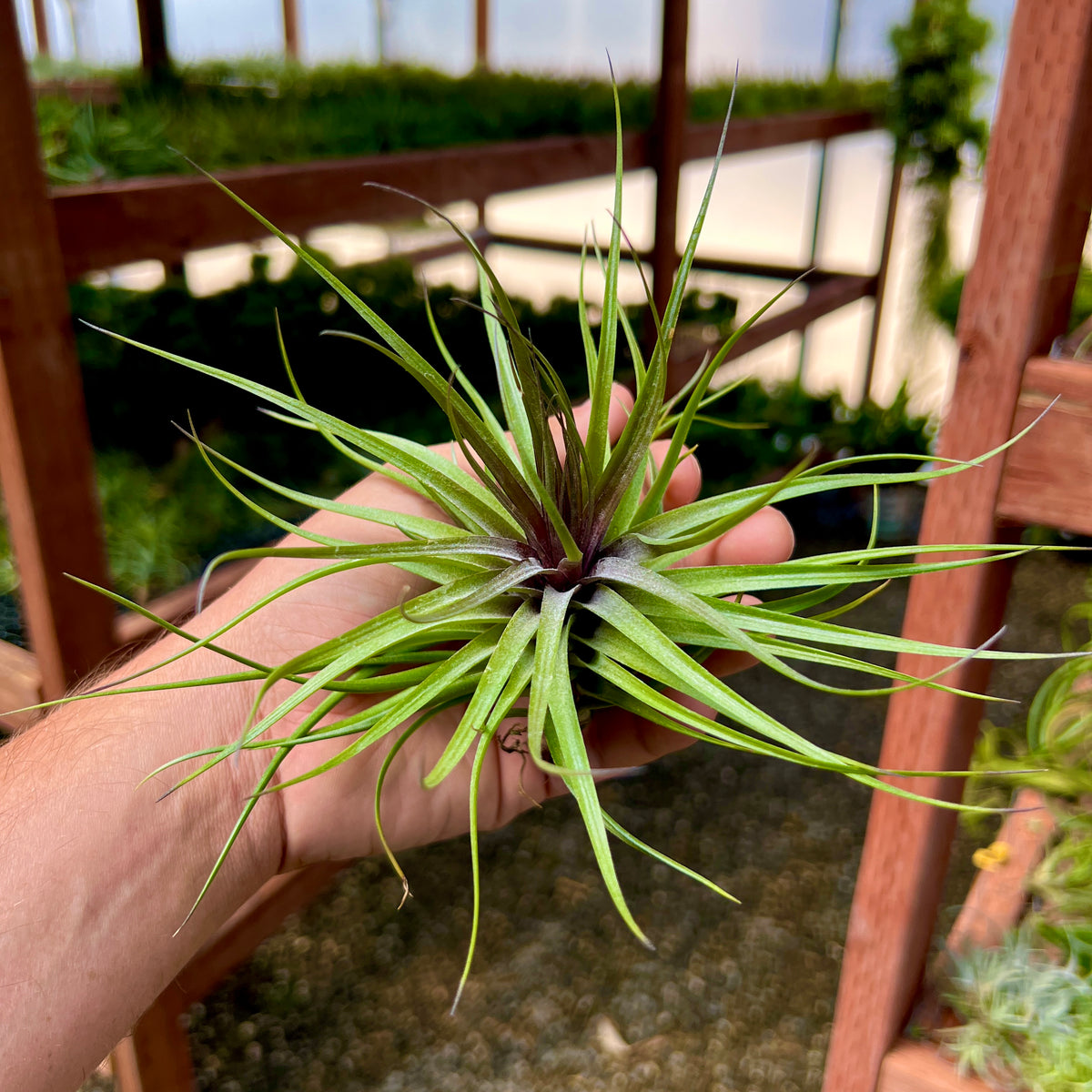 stricta air plant Wholesale Stricta Gray Air Plants – Bulk Air Plants