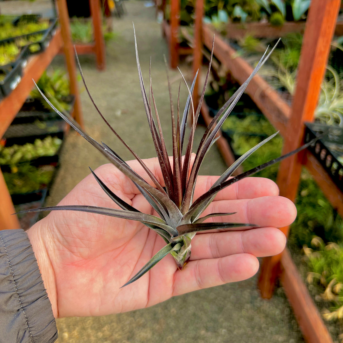 amethyst air plant Montana Black Medium *CURRENTLY GREEN* (Minimum Order 4)
