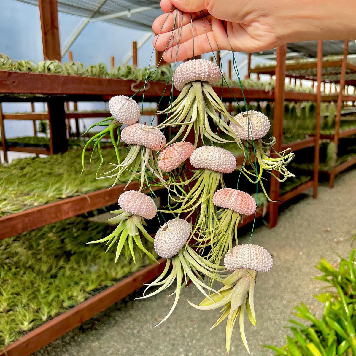 jellyfish air plant care Hanging Pink/White Air Plant Jellyfish , (Minimum Order 5)