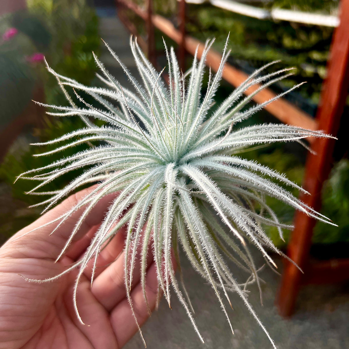 jumbo air plants Tectorum Snowball Medium (Minimum Order 3) – Bulk Air Plants