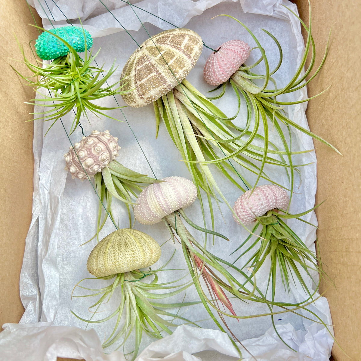hanging sea urchin air plant Hanging Premium Urchin Air Plant Jellyfish (Minimum Order 5) – Bulk Air Plants