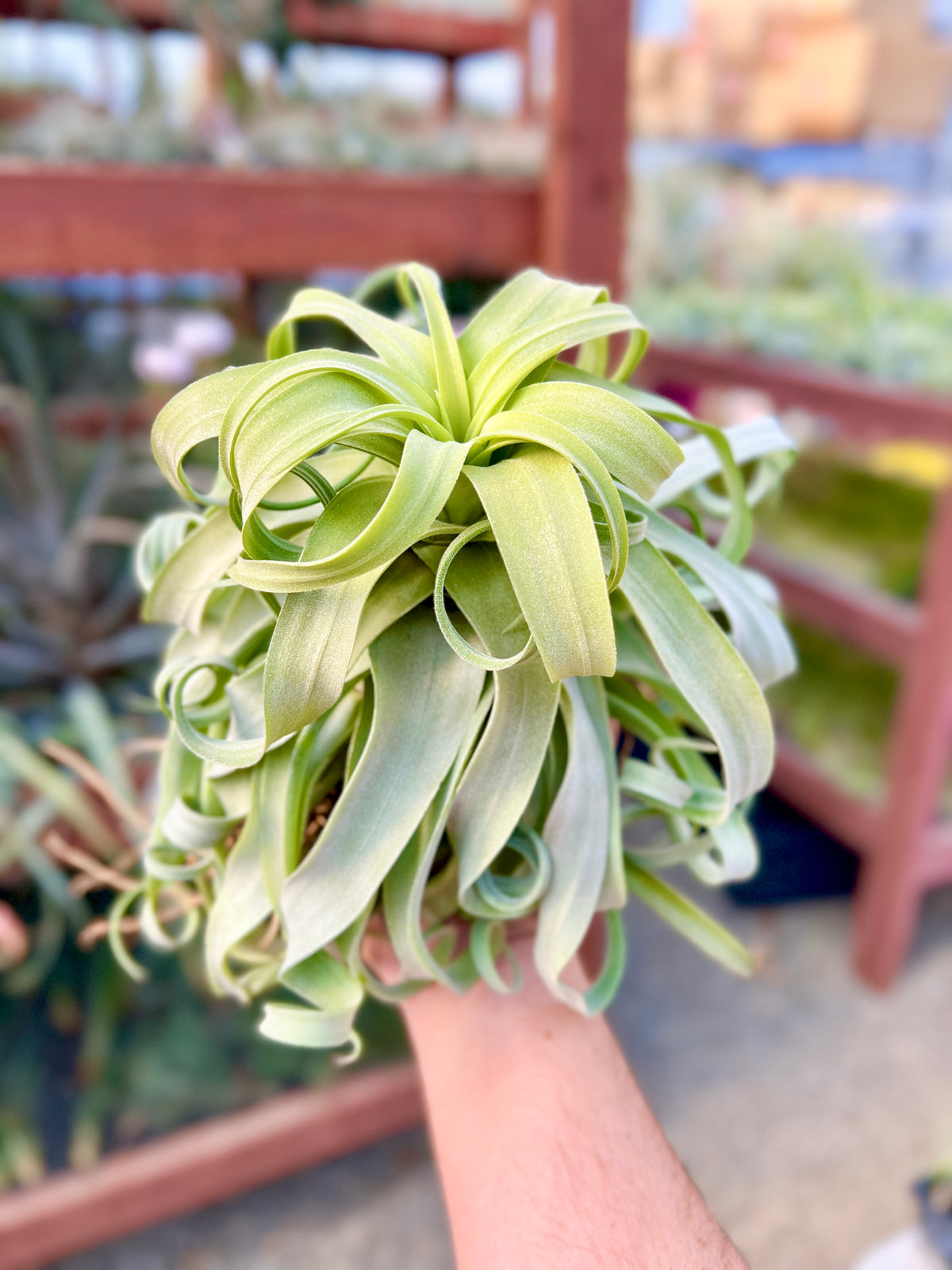 air plants curled leaves Streptophylla Belize (Beautiful Thick Leaves) – Bulk Air Plants