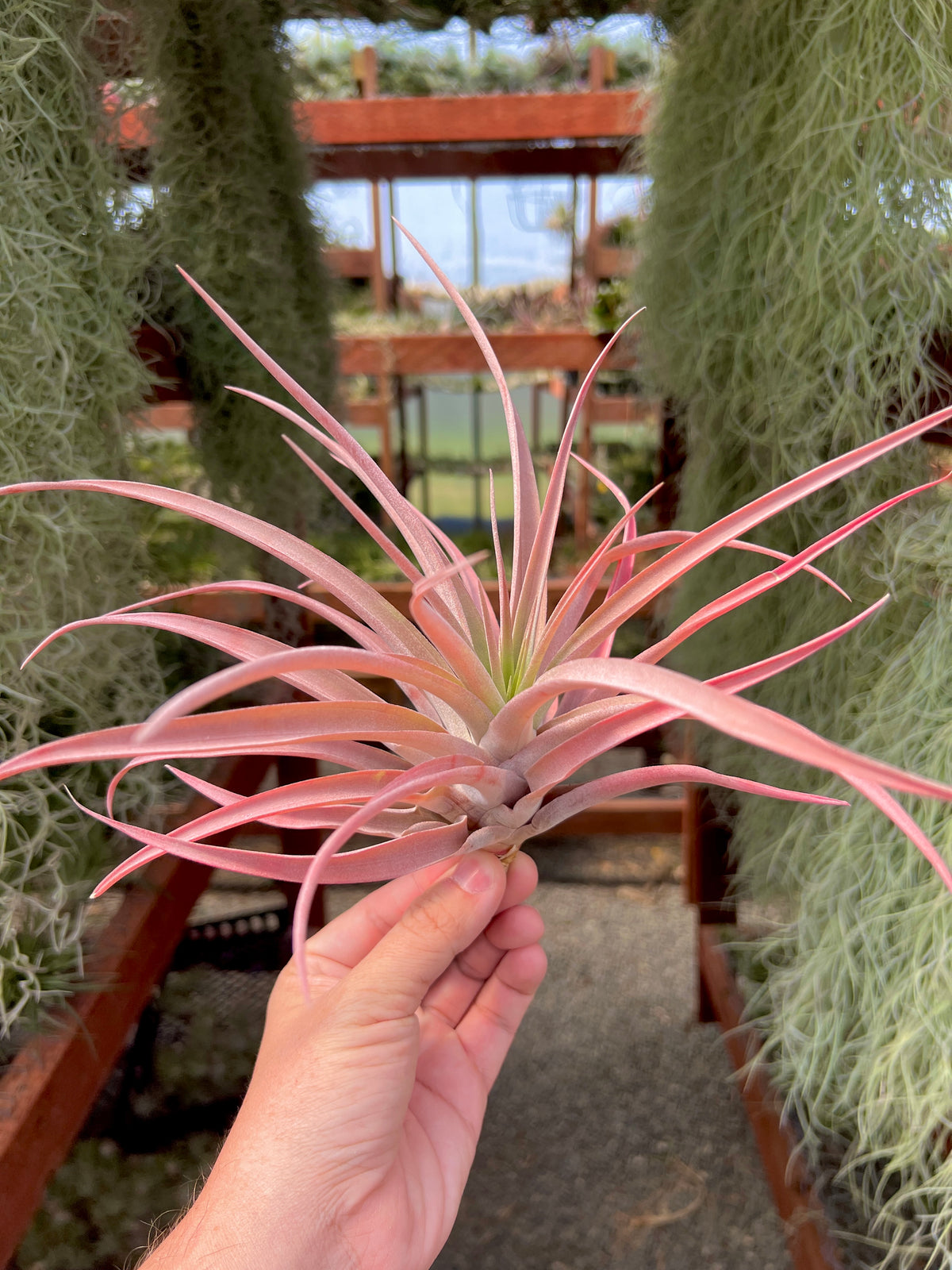 capitata peach air plant care Capitata Peach Large (Minimum Order 5) – Bulk Air Plants