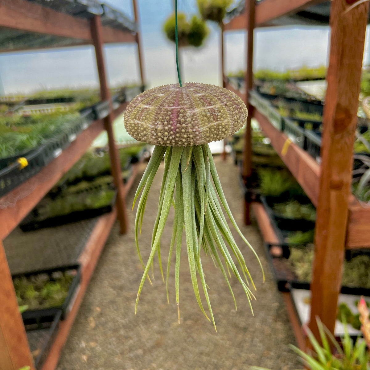 Hanging Gator Sea Urchin Jellyfish (Minimum Order 4)