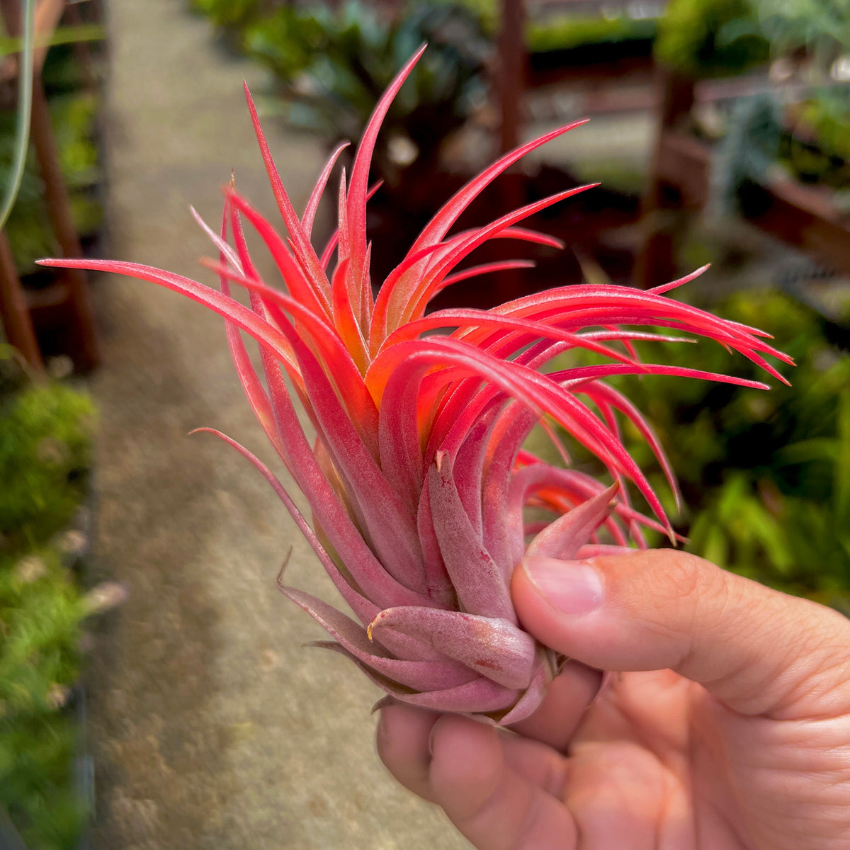 Tillandsia Ionantha var. Rubra con soporte - Egoi Plants Tillandsia Ionantha var. Rubra con soporte - Egoi Plants