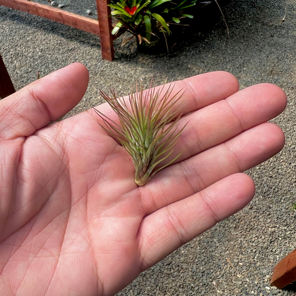 funckiana air plant care Funckiana Small (Minimum order 10) – Bulk Air Plants