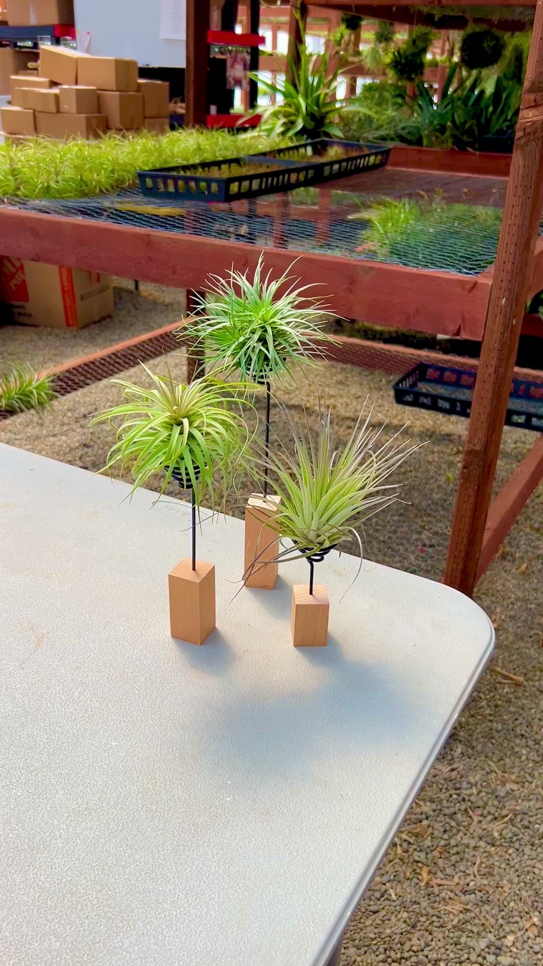 air plant shelf Handcrafted Modern Air Plant Wood Wire Stand (Minimum Order 5) – Bulk Air  Plants