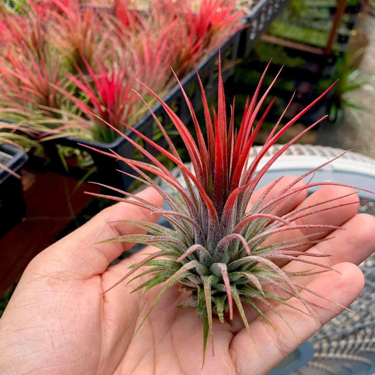 tillandsia ionantha guatemala air plants Ionantha Red Medium (Minimum order 5) – Bulk Air Plants