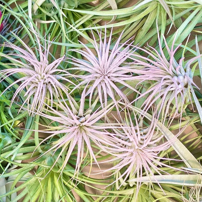 air plant bundle Best Sellers Bundle (75 Plants) *CANNOT BE SHIPPED INTERNATIONALLY* – Bulk Air  Plants