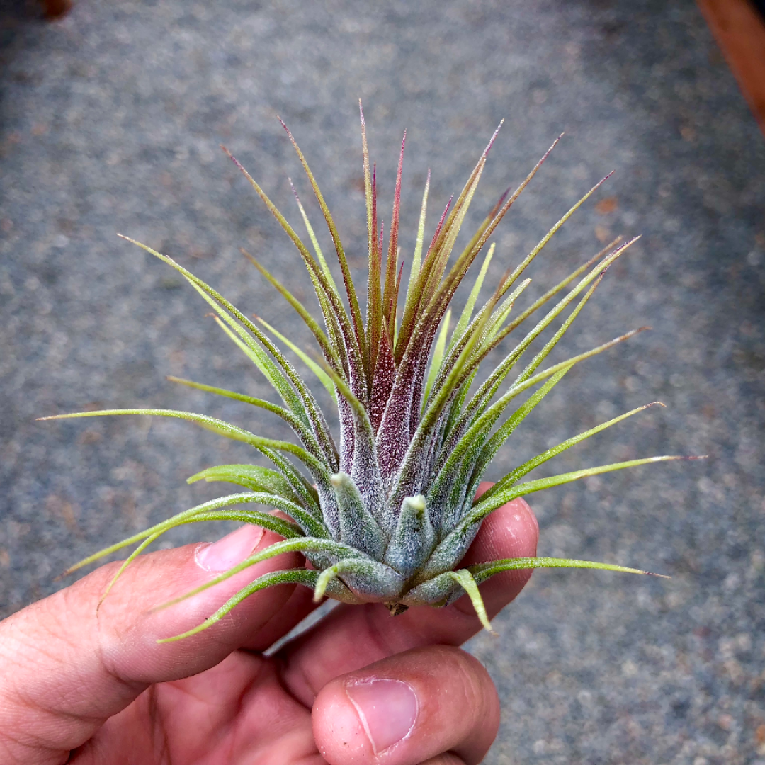 ionantha guatemala air plant Ionantha Guatemala Medium (Minimum order 10)