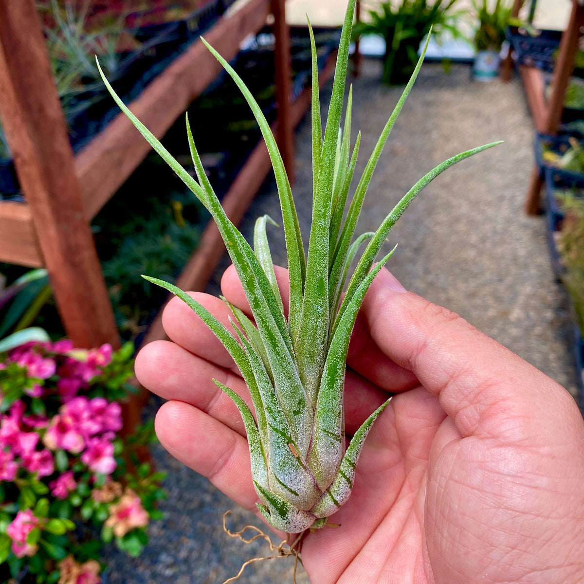 Ionantha x Brachycaulos Medium (Minimum Order 3) – Bulk Air Plants
