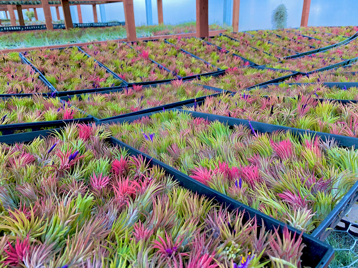 air plant iona Ionantha Rubra Medium (Minimum order 10) – Bulk Air Plants