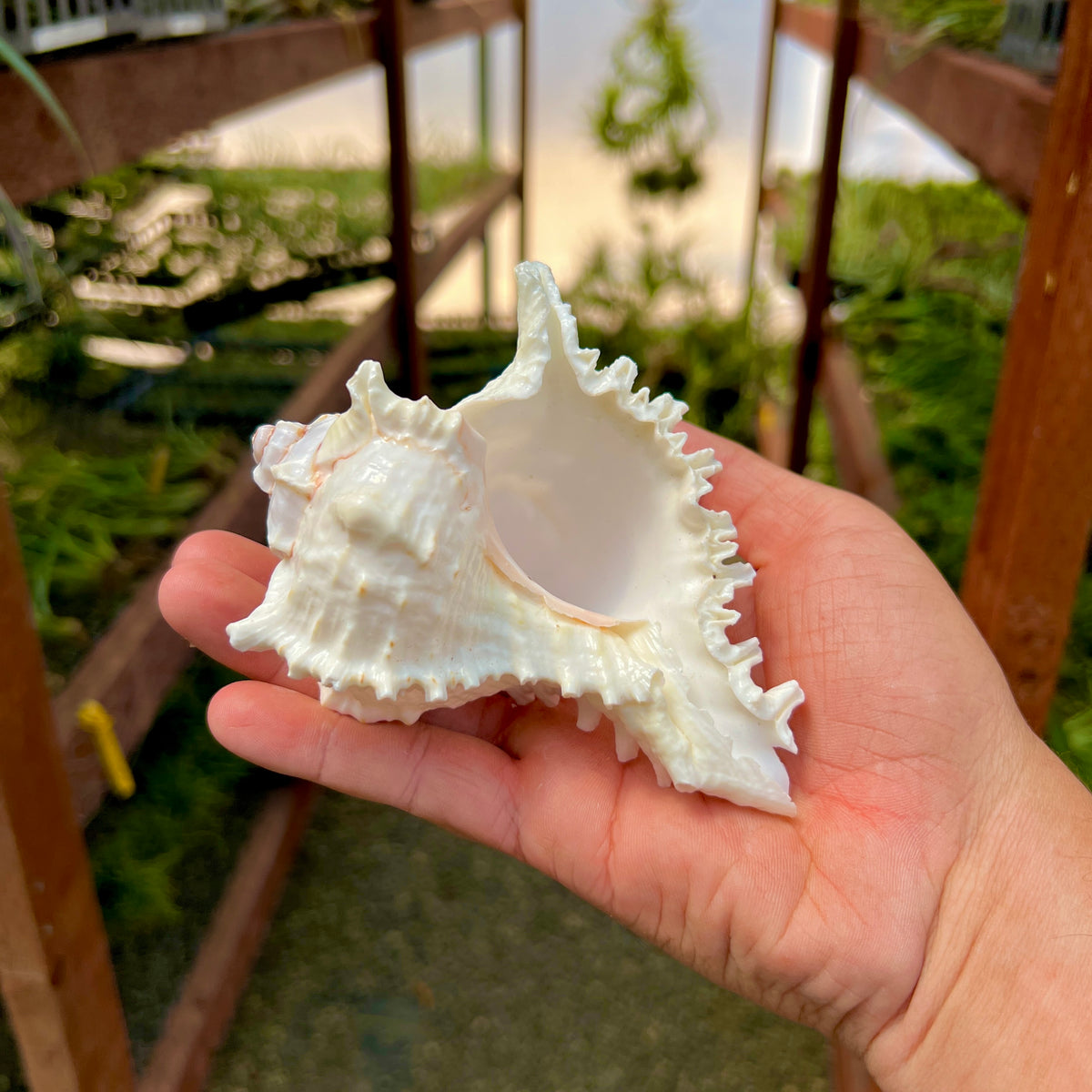 Ramosus Murex Shell 4”-5” (Minimum Order 5) – Bulk Air Plants