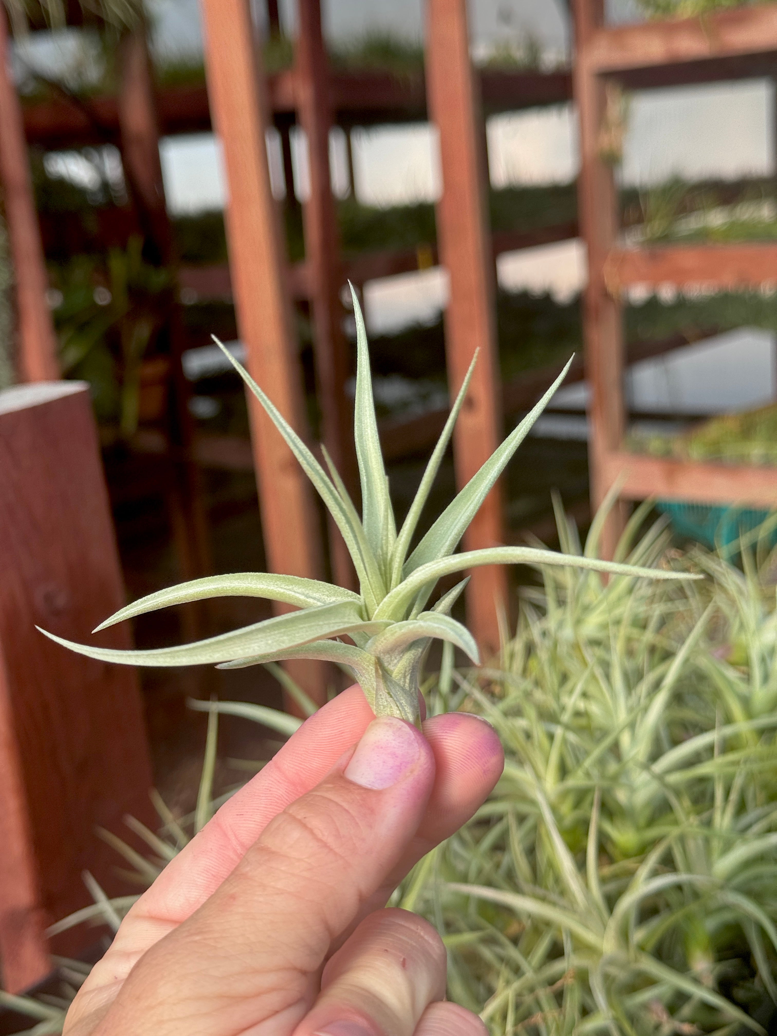 SUPER SALE! Ixioides Blue Albino Md <br> (Minimum Order 5)