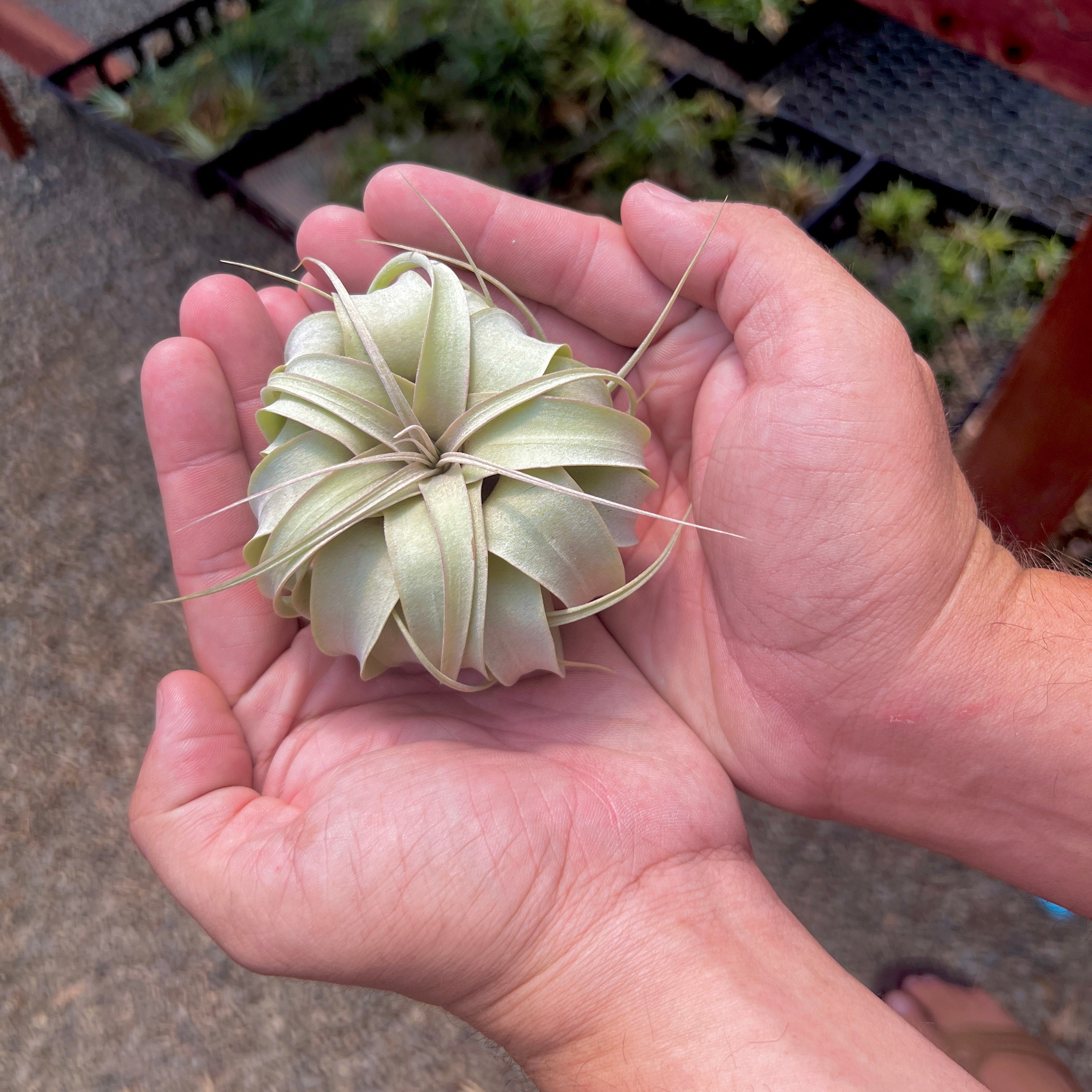 Xerographica Thick Leaf Mini <br> (Minimum Order 3) <br> *Cannot Be Shipped Internationally*