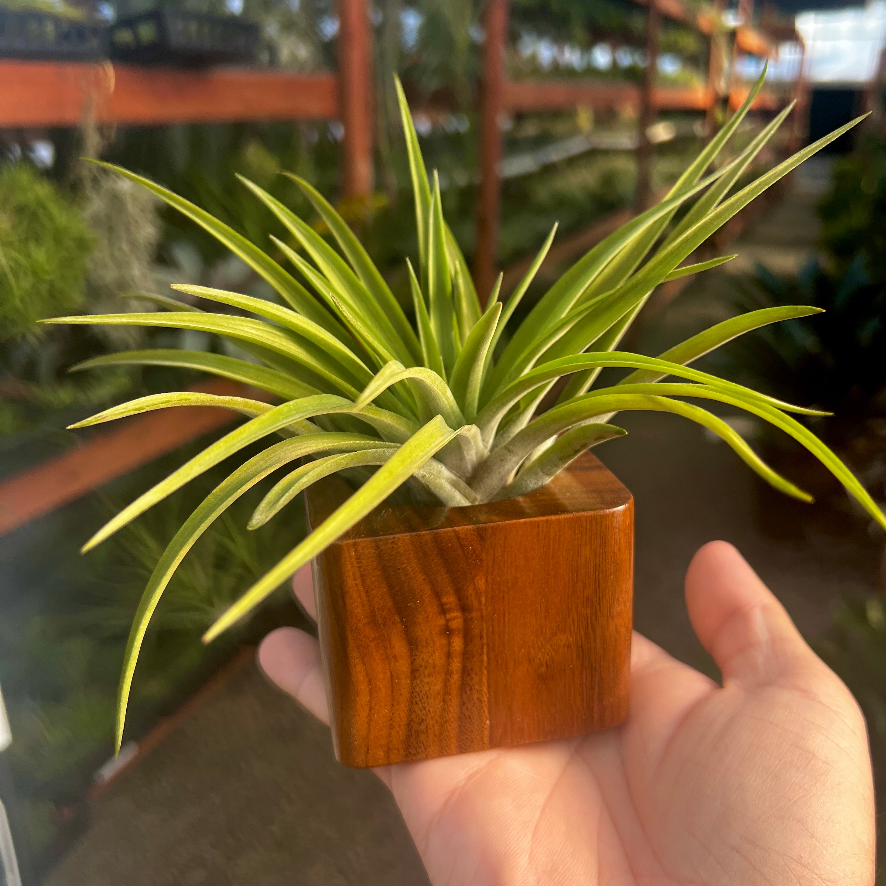 Black Walnut Premium Wood Air Plant Holder <br> (Minimum Order 4)