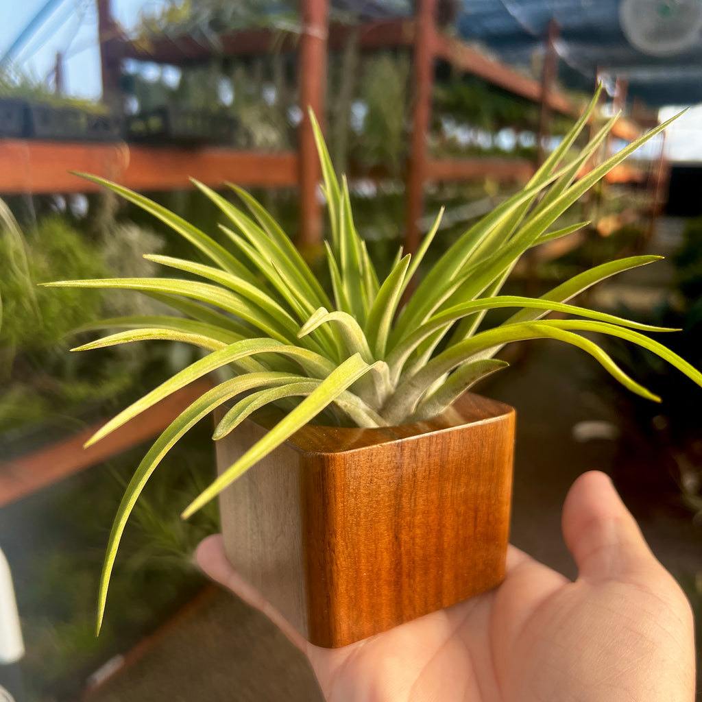 Black Walnut Premium Air Plant Holder <br> (Minimum Order 4)