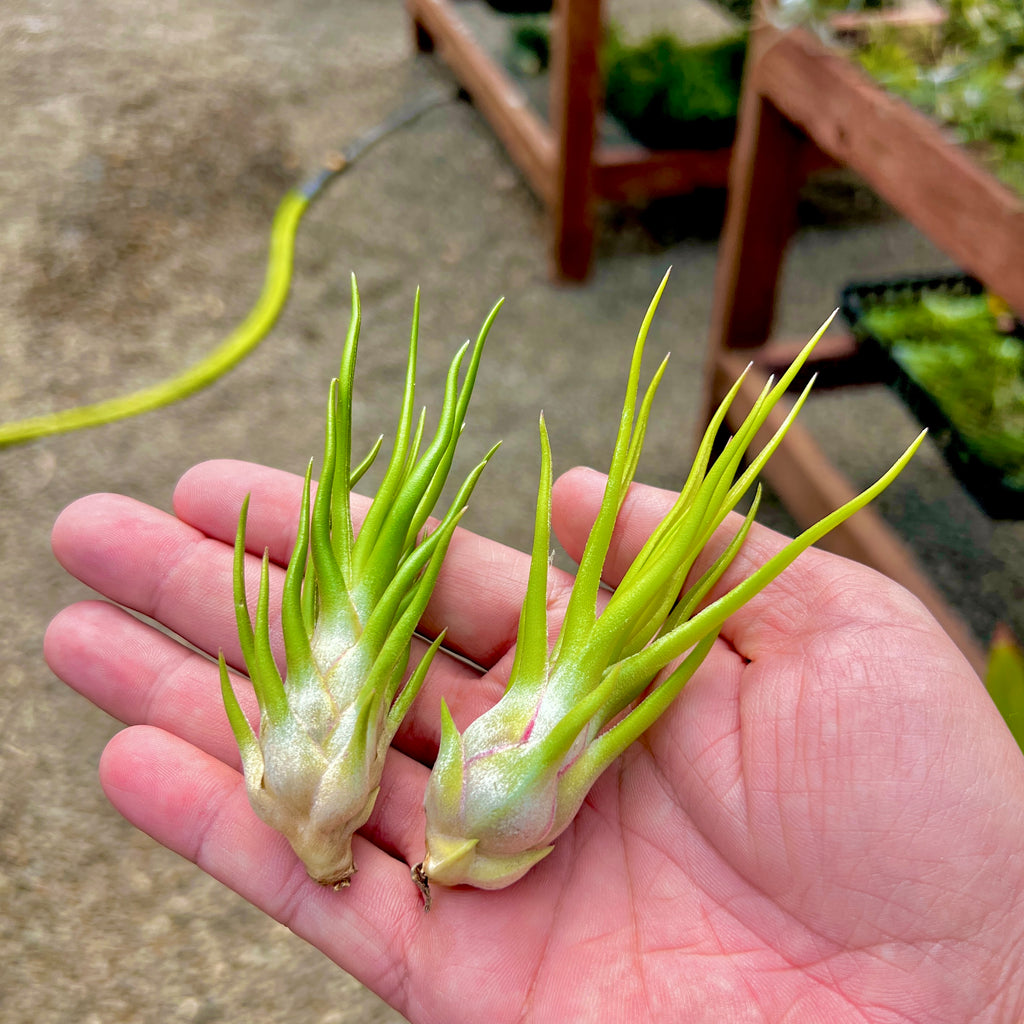 Ionantha Vanhyningii X Bulbosa Belize Large Form <br> (No Minimum)