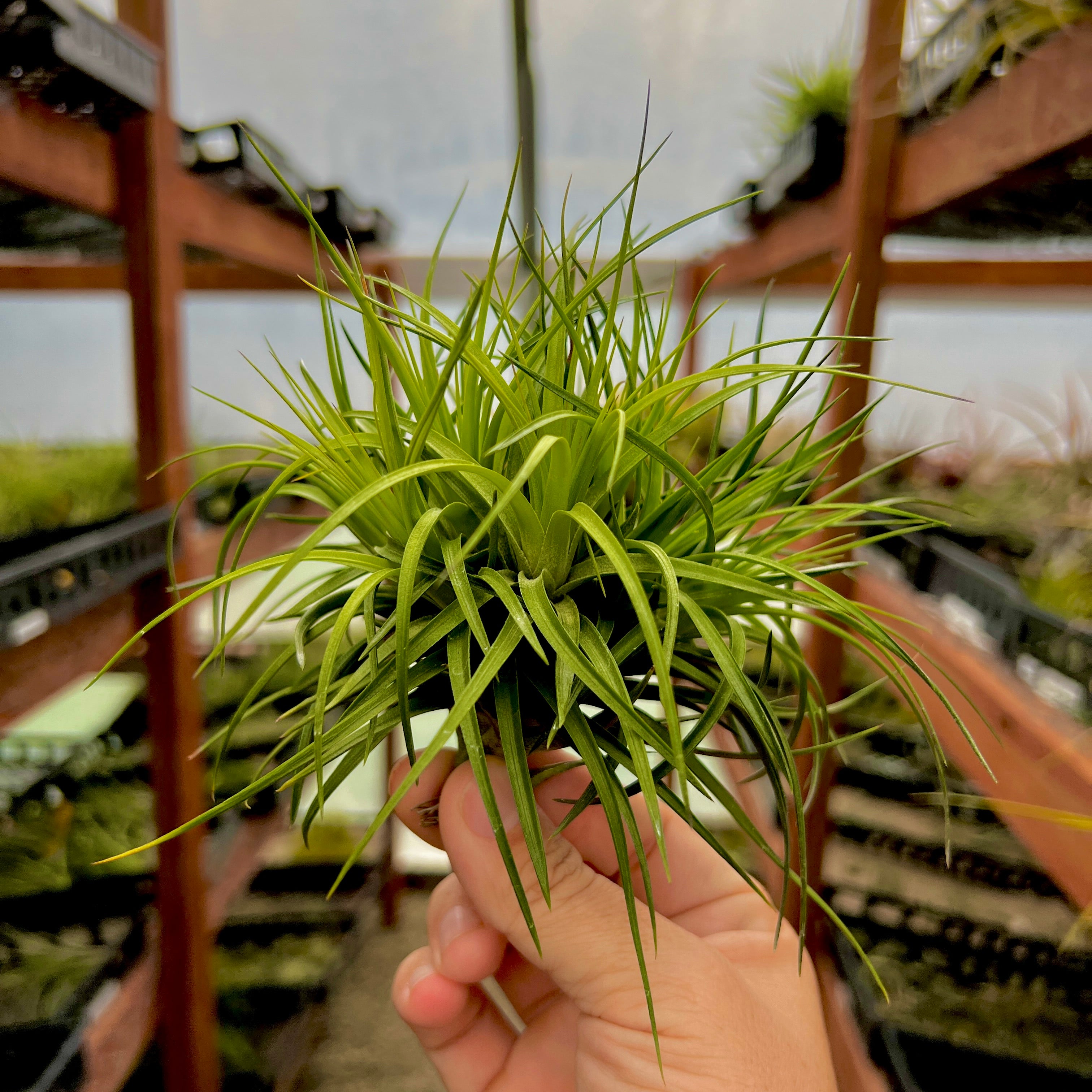 Montana x Stricta Clump Medium <br> (Minimum Order 3)