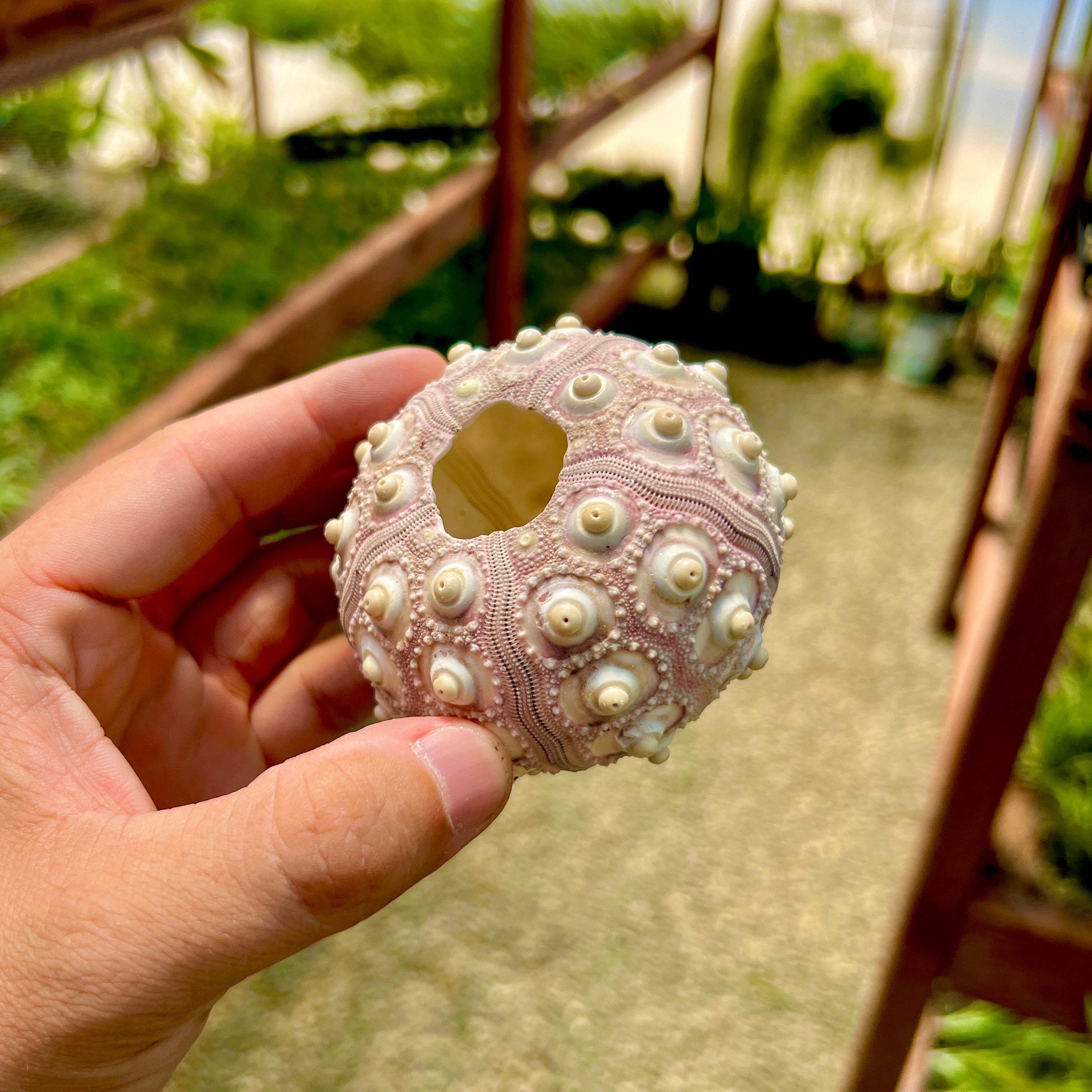 Sputnik Sea Urchin Shell Giant (Shell Only) <br> (Minimum Order 5)