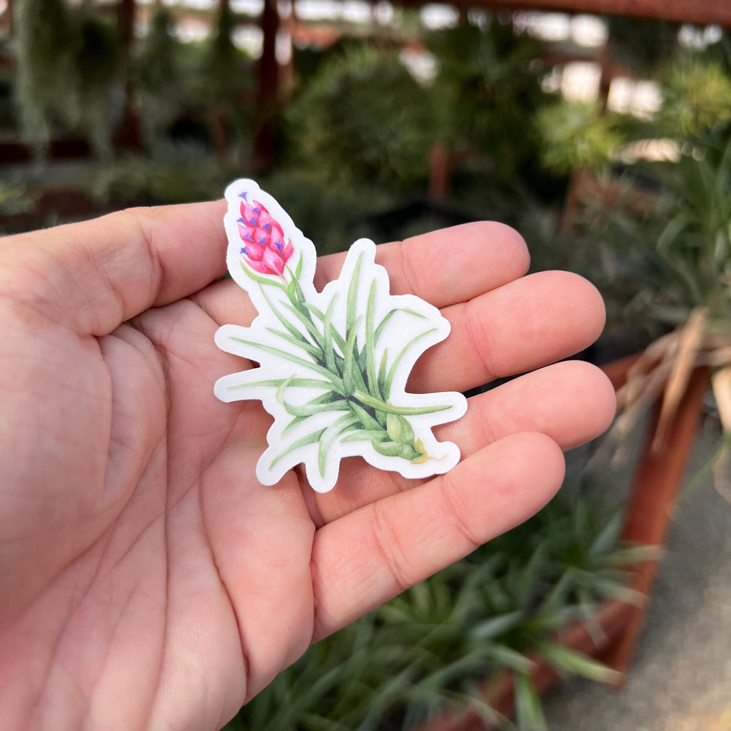 Premium Air Plant Sticker Pack <br> (10 Assorted Stickers)