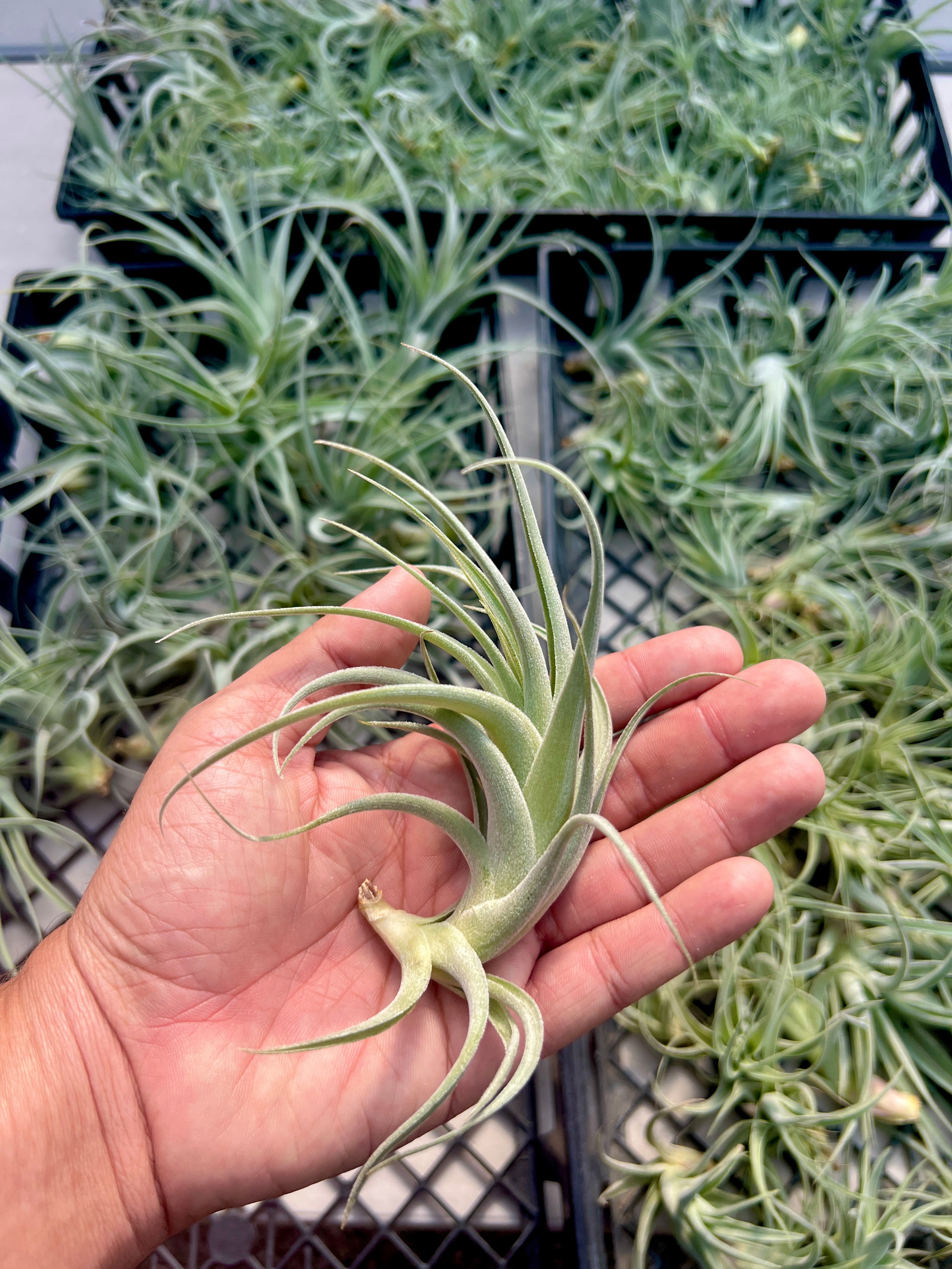 SUPER SALE! Subsecundifolia Md <br>  (Minimum Order 10)