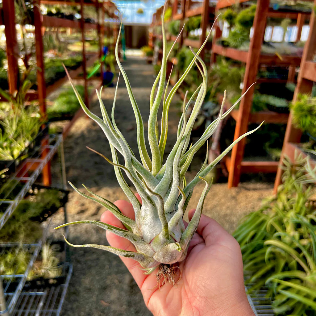 ‘Ty’ (Ehersliana x Bulbosa) <br> (No Minimum)