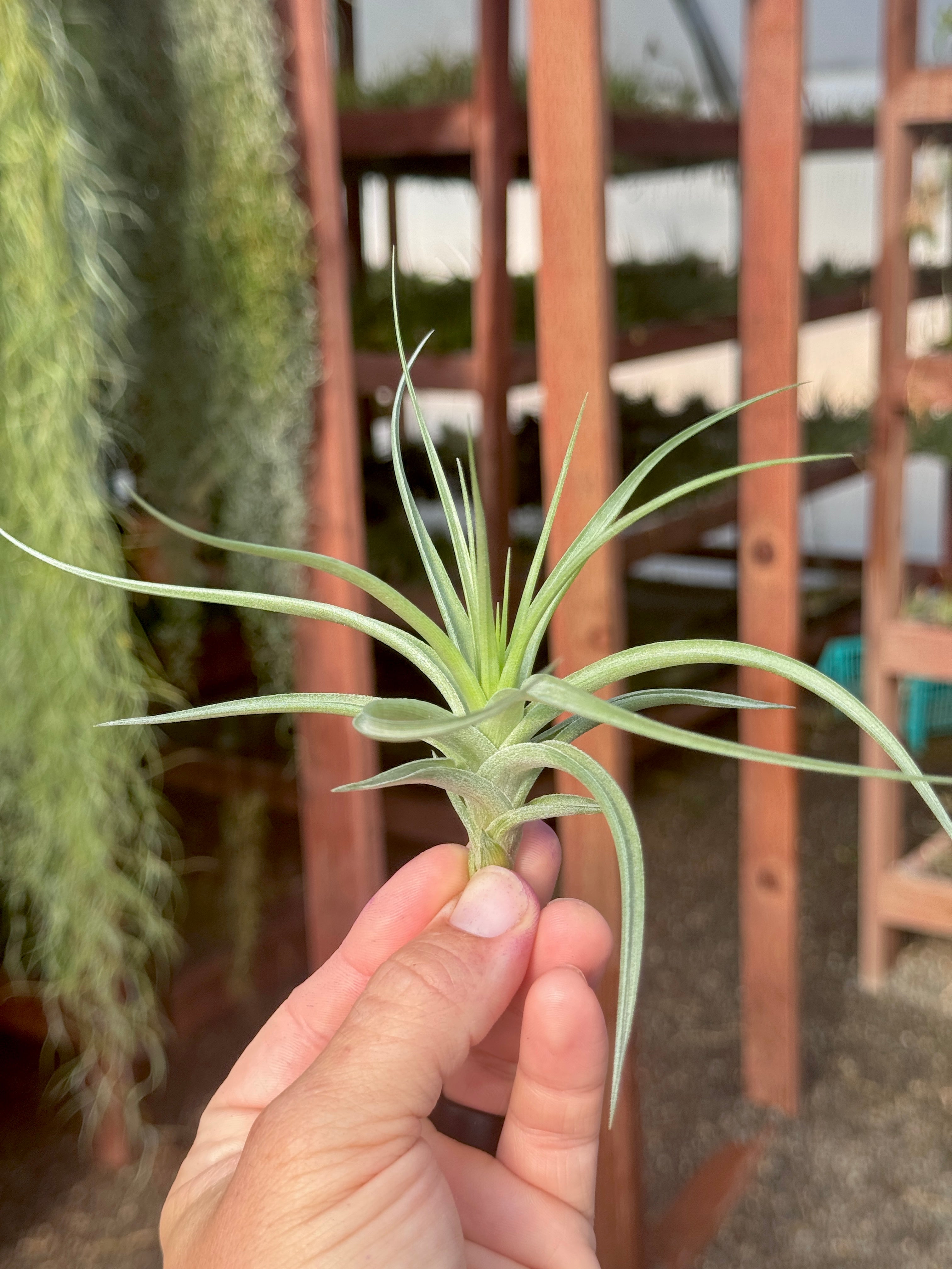 SUPER SALE! Stricta Stiff Green Medium <br> (Minimum Order 5)