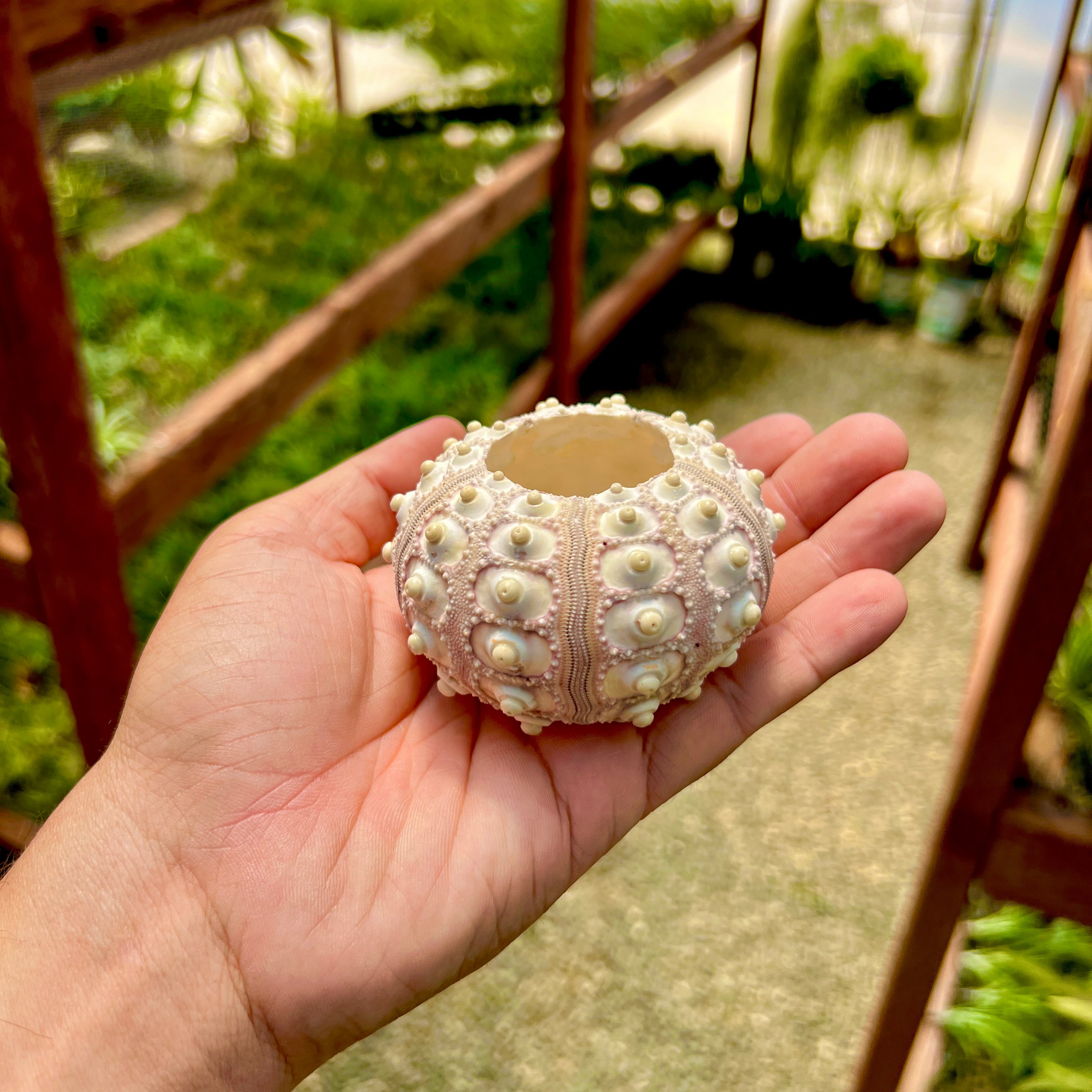 Sputnik Sea Urchin Shell Large (Shell + Air Plant Combo) <br> (Minimum Order 5)