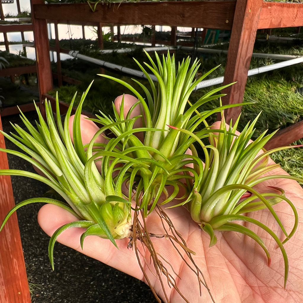 Ionantha Variegata <br> (No Minimum)