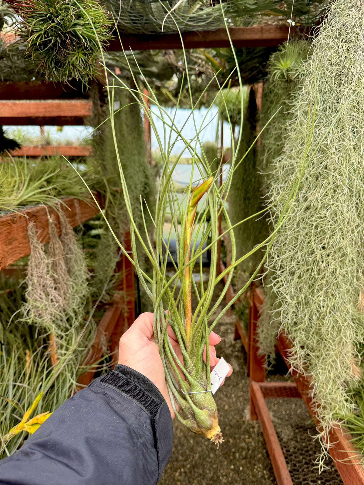 Air Plants Home Depotnull