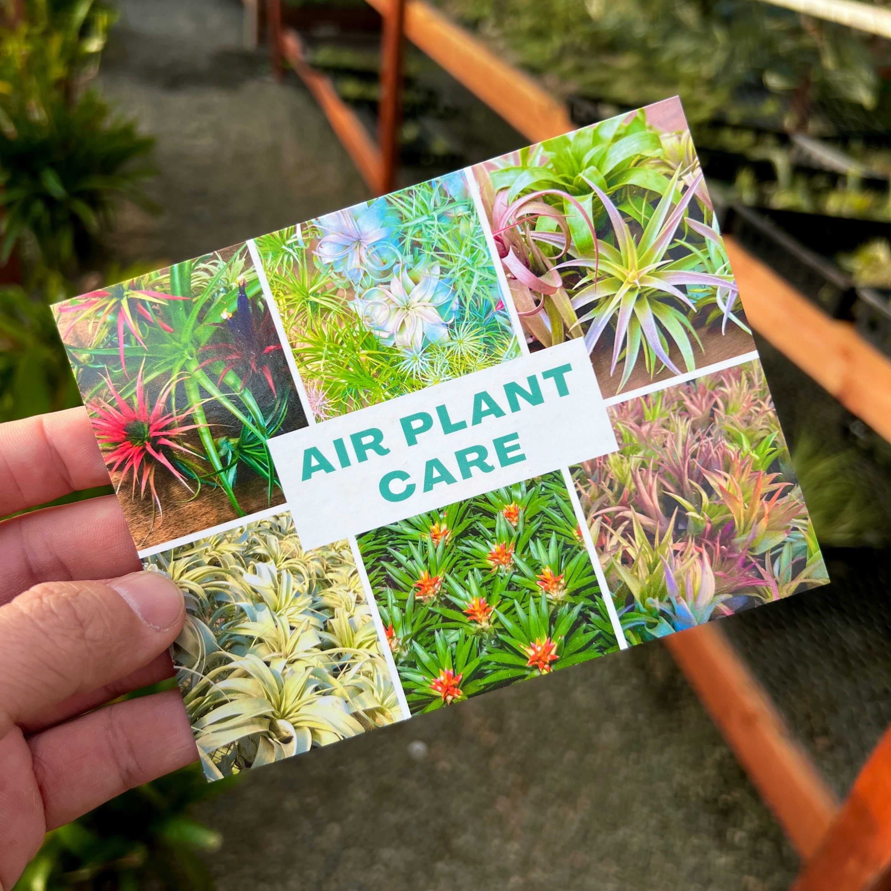 Air Plant Care Card (Postcard Size) <br> (Minimum Order 25)