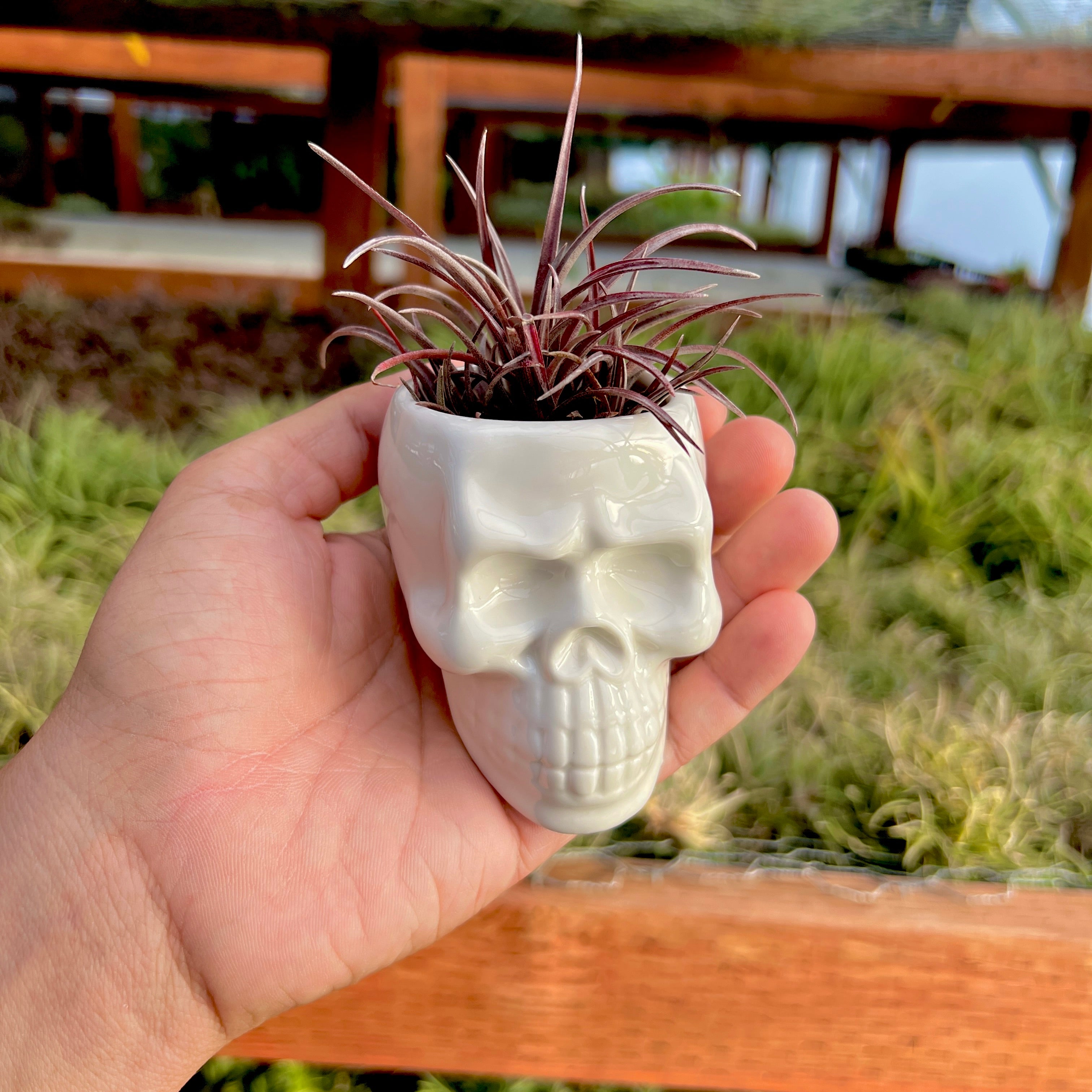 Ceramic Skull Air Plant Holder With Air Plant <br> (Minimum Order 5)