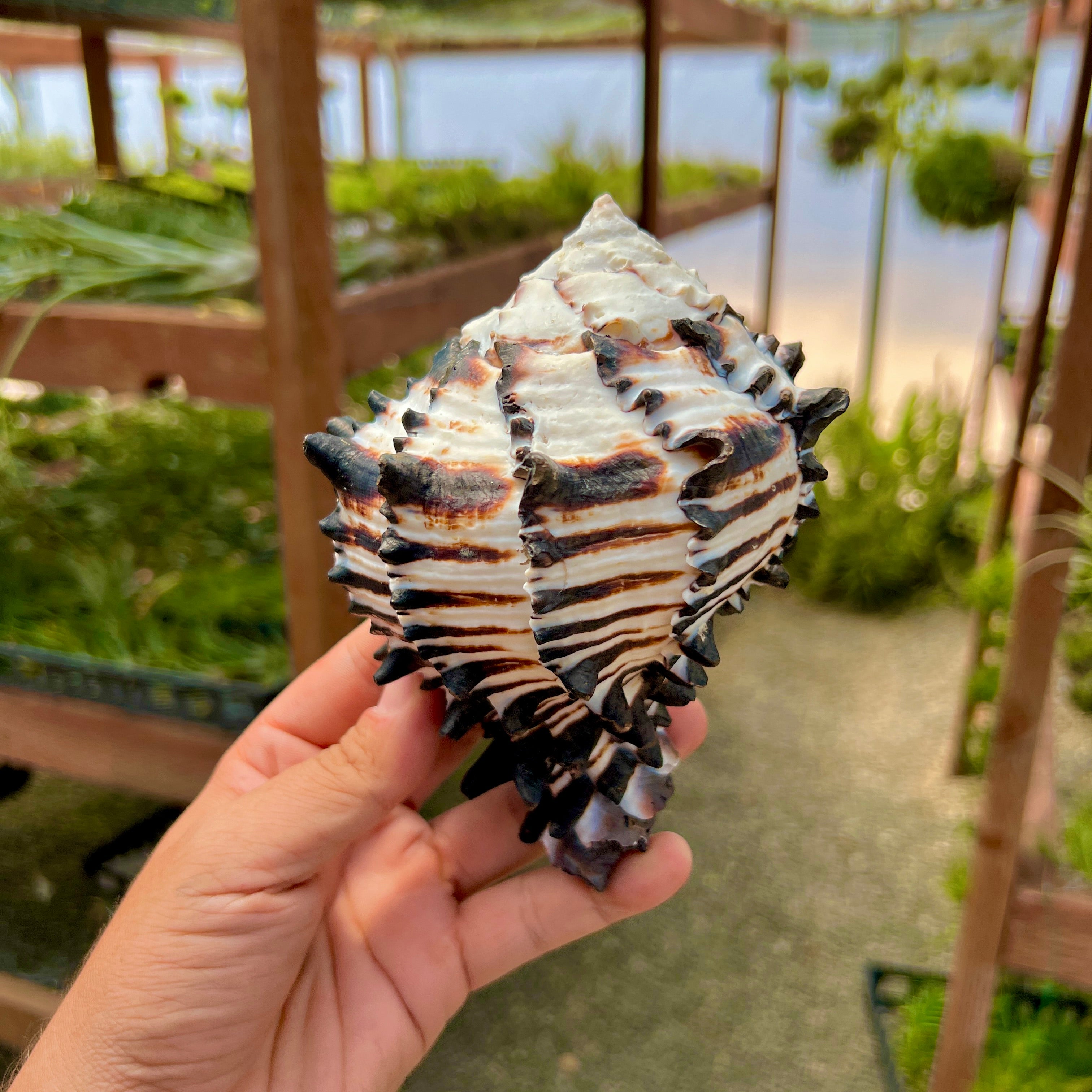 Zebra Murex Shell 5”-6” <br> (Minimum Order 3)