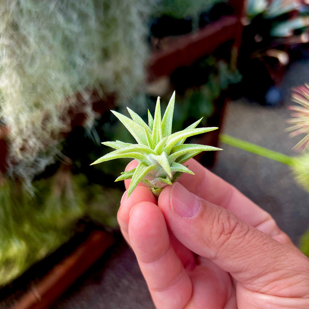 Ionantha Vanhyningii Small <br> (Minimum Order 4)