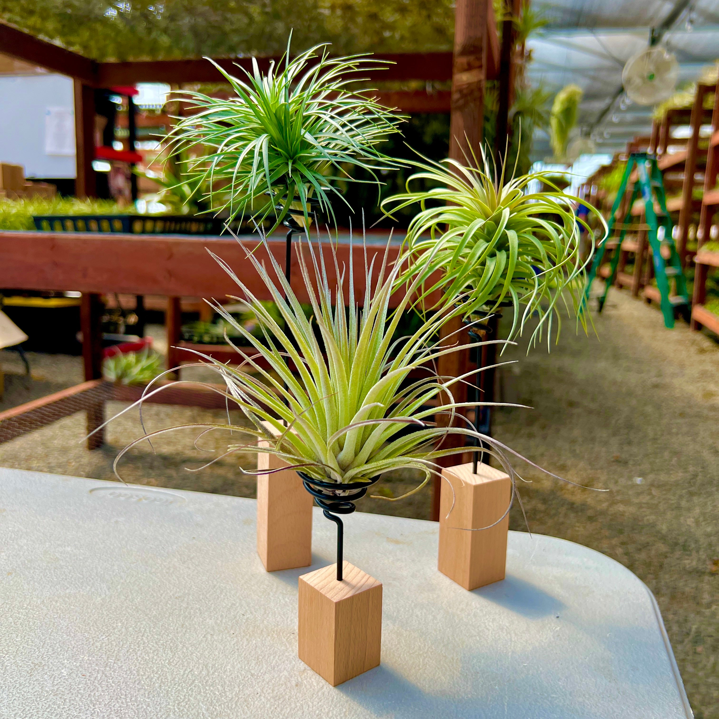 wire for air plants Handcrafted Modern Air Plant Wood Wire Stand , (Minimum Order 5)