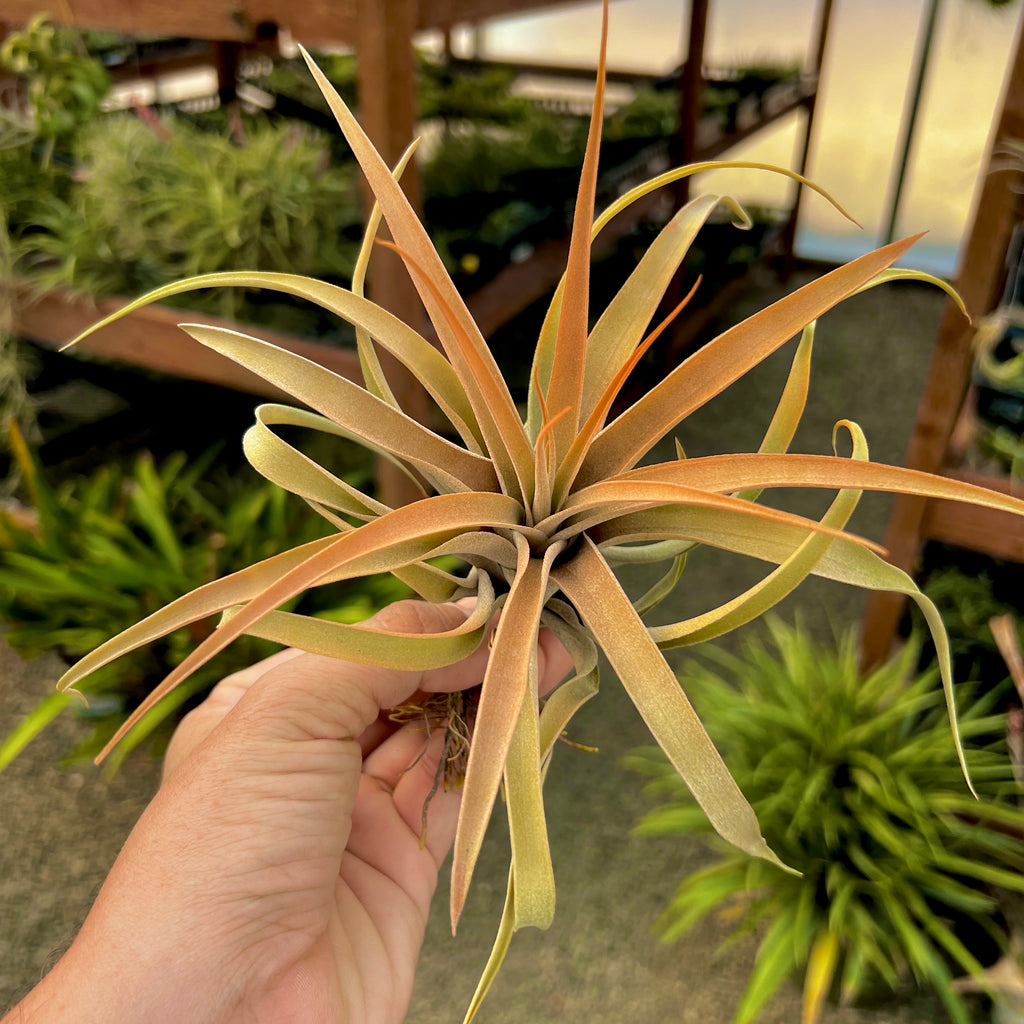 Capitata Peach Large <br> (Minimum Order 5)