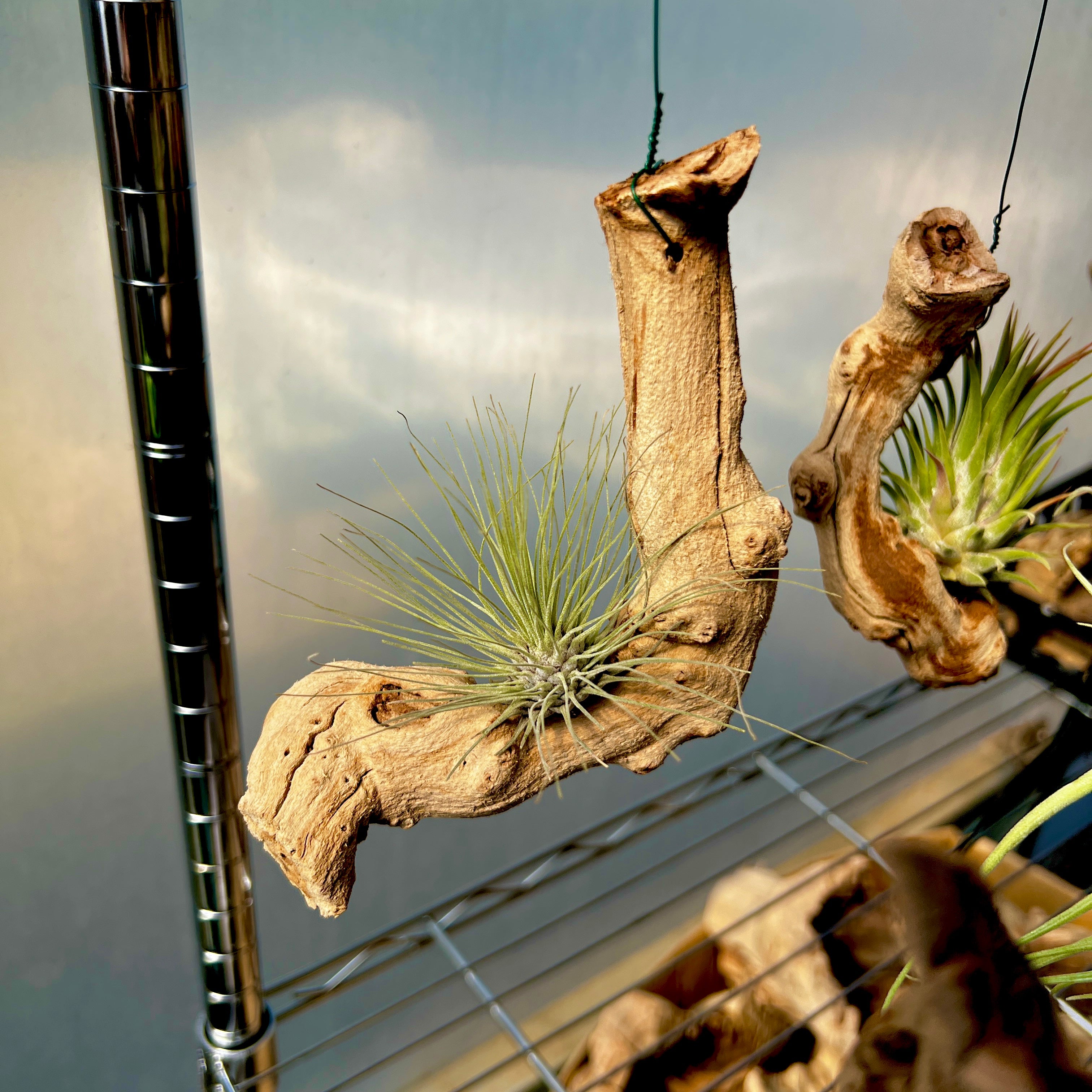 driftwood air plants display Hanging Grapewood Small Branch Display (Minimum Order 3) – Bulk Air Plants
