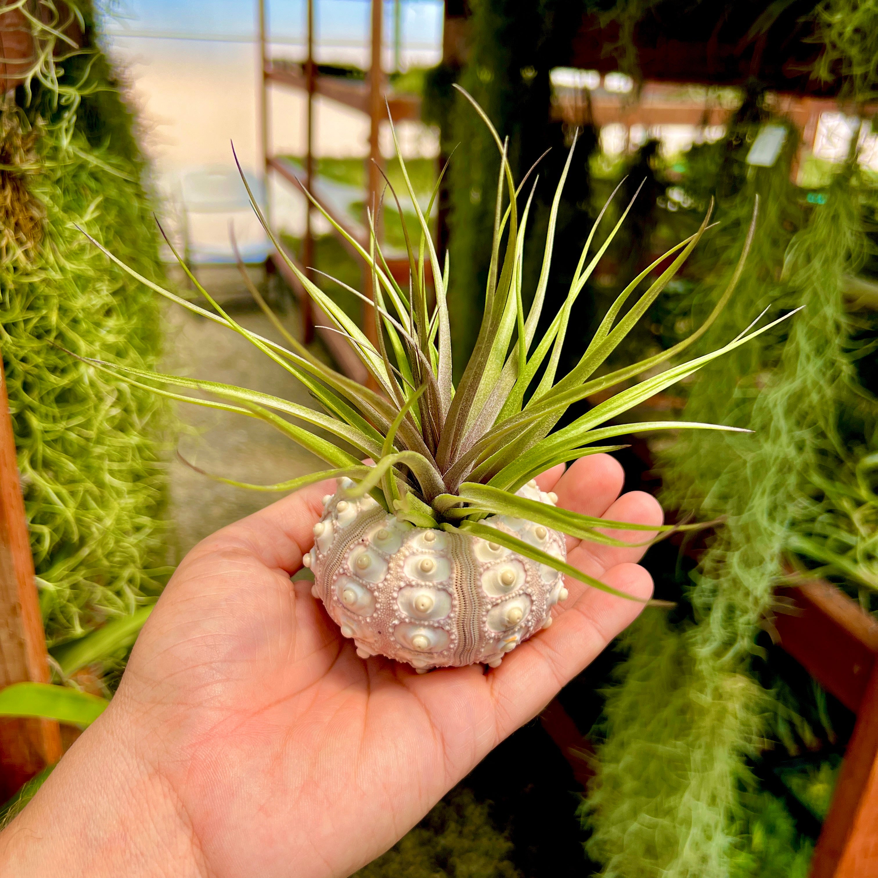 Sputnik Sea Urchin Shell Large (Shell + Air Plant Combo) <br> (Minimum Order 5)