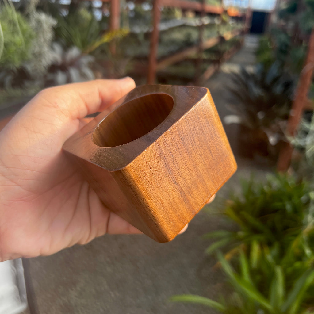 Black Walnut Premium Air Plant Holder <br> (Minimum Order 4)